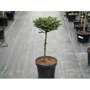 Jedľa balzamová (Abies balsamea), výška 60-70 cm, kont. C15L - na kmienku